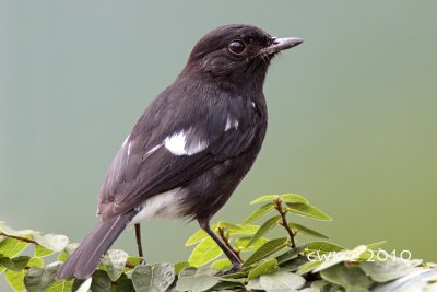 Saxicola caprata - Pied Bushchat