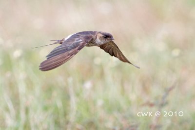 Hirundo daurica -  Red-rumped Swallow