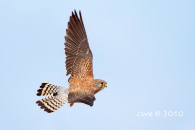 Falco naumanni - Lesser Kestrel