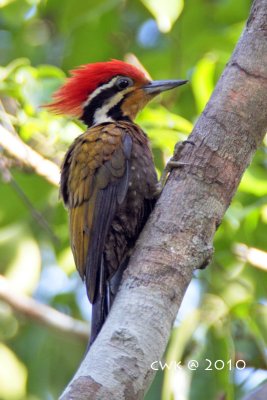 Dinopium rafflesii - Olive-backed Woodpecker