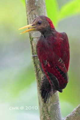Blythipicus rubiginosu - Maroon Woodpecker