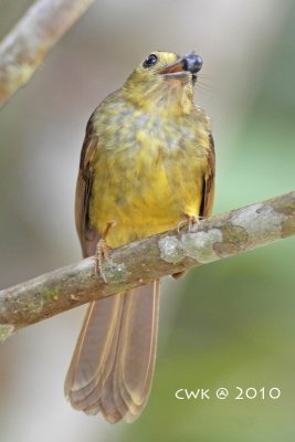 Tricholestes criniger - Hairy-backed Bulbul