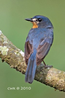 Cyornis rufigastra - Mangrove Blue-flycatcher