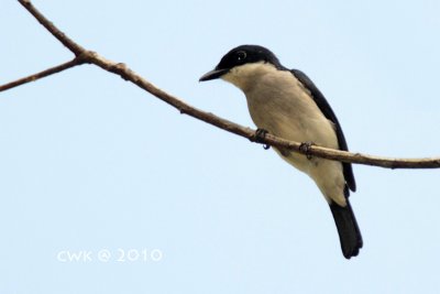 IMG_1261.jpg