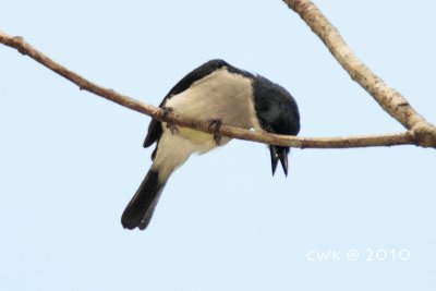IMG_1267.jpg