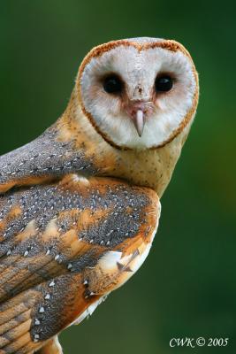 Tyto alba stertens - Barn Owl