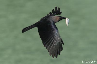 Corvini (Magpies & Crows)