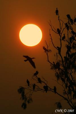 Cormorants at First Light