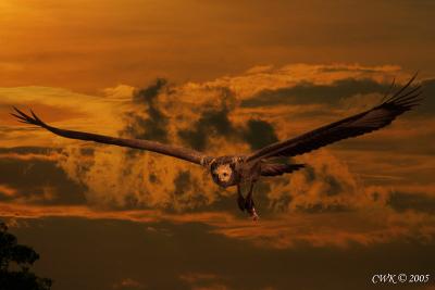 Sunset-Eagle.jpg
