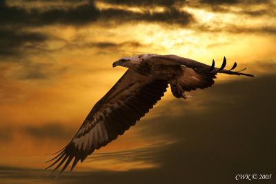 White Bellied Sea Eagle Returning at Dusk (PS)