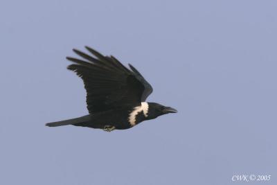 Corvus torquatus - Collared Crow