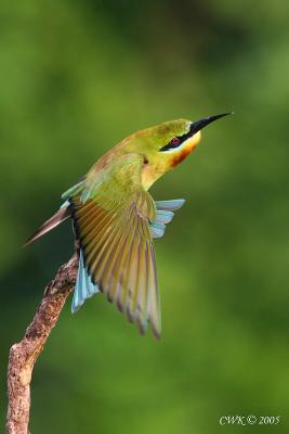 Blue Tailed Bee Eater Wing Spread