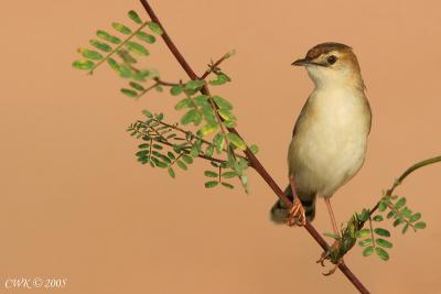 IMG_4339.jpg