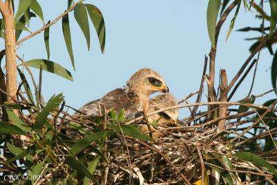 Brother preening brother