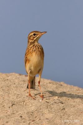 Richard's Pipit Basking in Sun