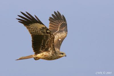 Milvus migraus - Black Kite
