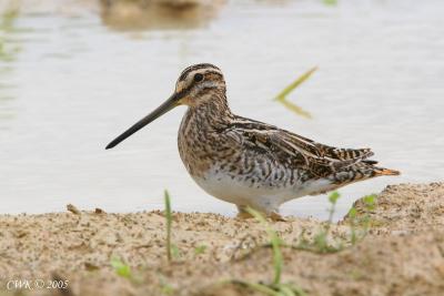 Gallinago gallinago - Common Snipe