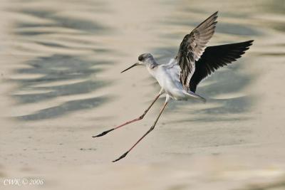 Himantopus himantopus - Black Winged Stilts