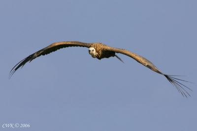 Gyps himalayensis - Himalayan Griffin Vulture