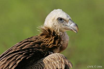 Vulture Portraits