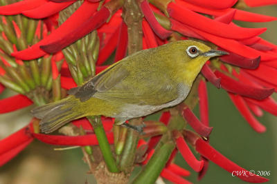 Zosterops japonicus - Japanese White-Eye