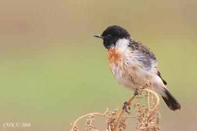 Stonechat on Fave Perch