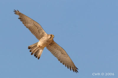 Falco tinnunculus - Common Kestrel