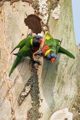 Trichoglossus haematodus - Rainbow Lorikeet