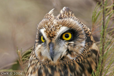 Asio flammeus - Short-eared owl