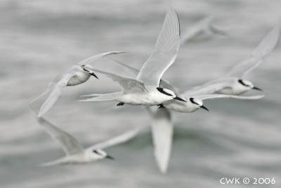 Imagery of Speed