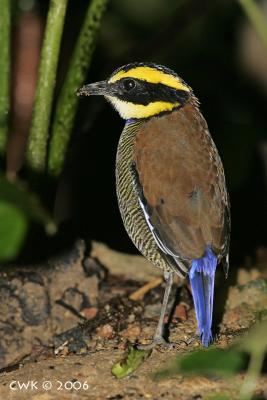 Pitta guajana - Banded Pitta