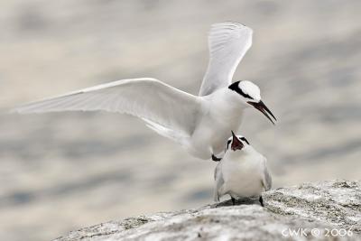 Sterna sumatrana - Black Naped Tern