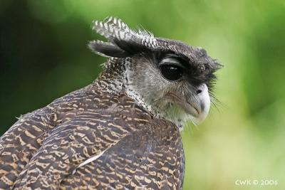  Bubo sumatranus - Barred Eagle Owl
