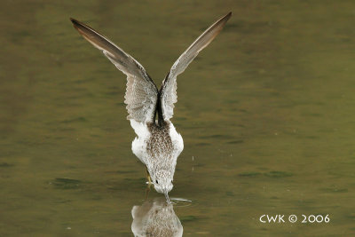 Tringa nebularia - Common Greenshank