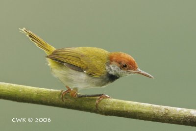 Acrocephalinae (Warblers & Tailorbirds)
