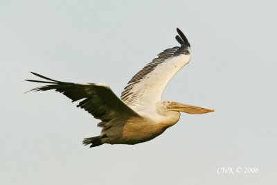 Pelecanus crispus - Dalmatian Pelican