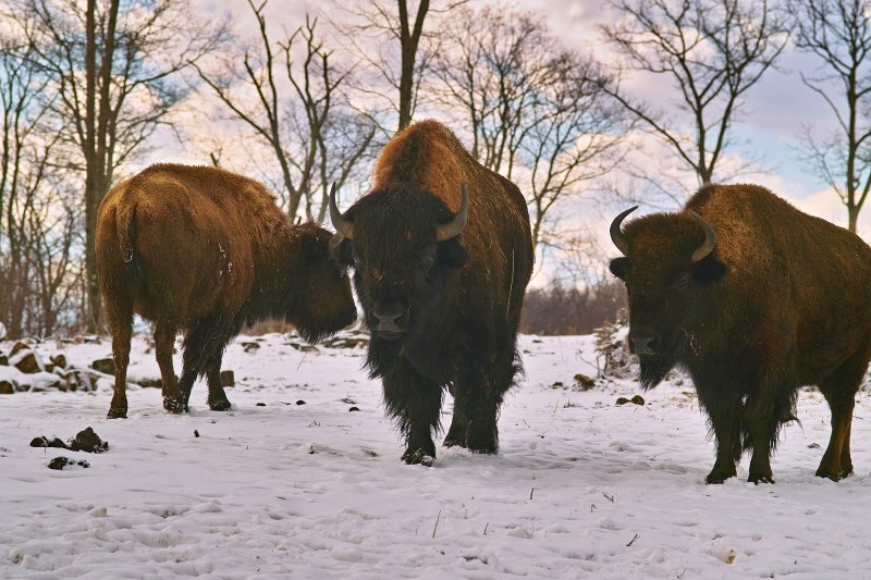 Buffalos