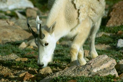 Colorado Mountain Goat