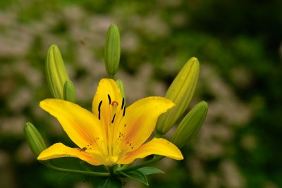 Lily