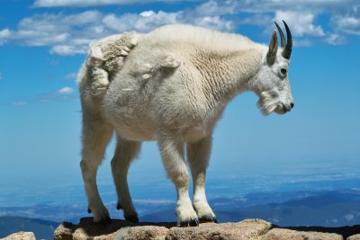 Colorado Mountain Goat #1