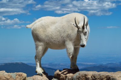 Colorado Mountain Goat #2