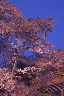 cherry blossom in the evening