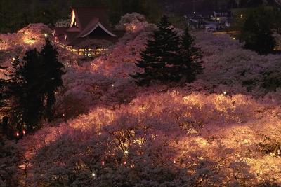 cherry blossom in the night