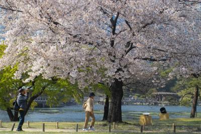 cherry blossom 2005_14