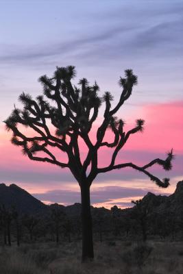 Joshua Tree Sunset