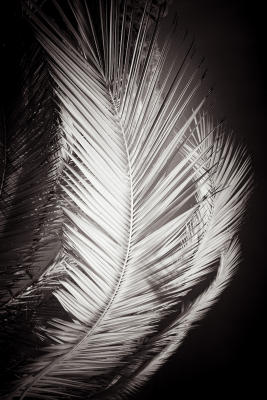 Feathered Jaggies Heaven Infrared