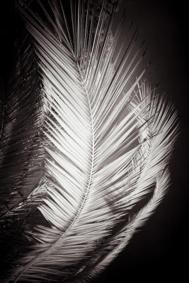 Feathered Jaggies Heaven Infrared