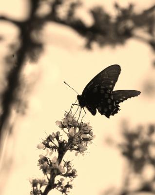 butterfly in sepia