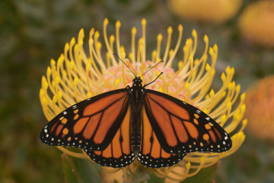 Monarch on Protea