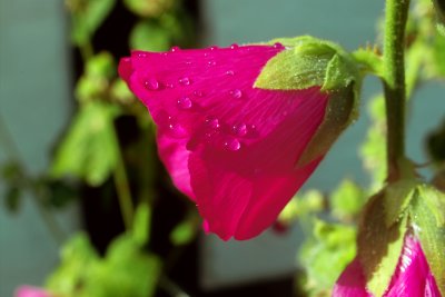 Althea
